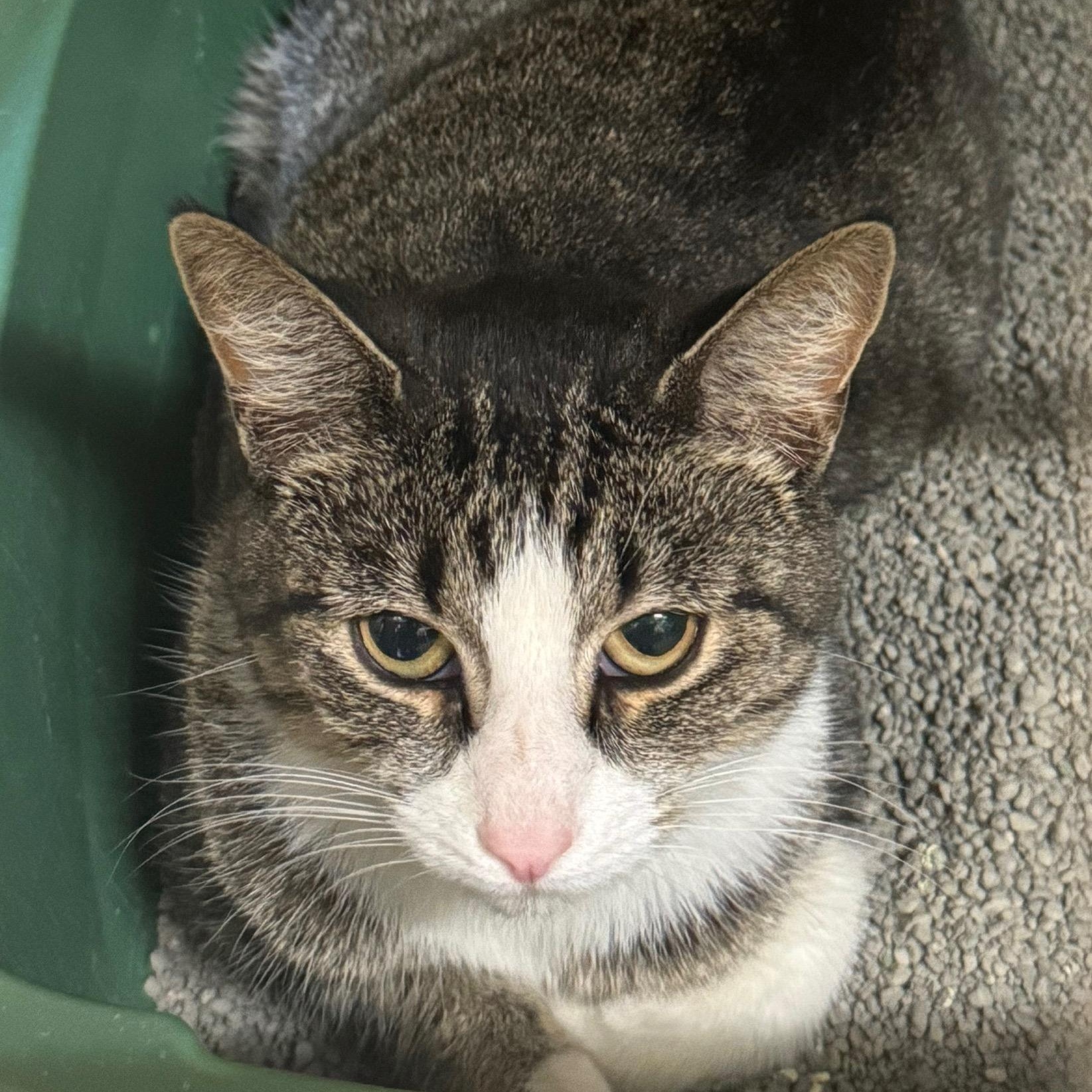 Monty, Adoptable, Young Male Domestic Short Hair.