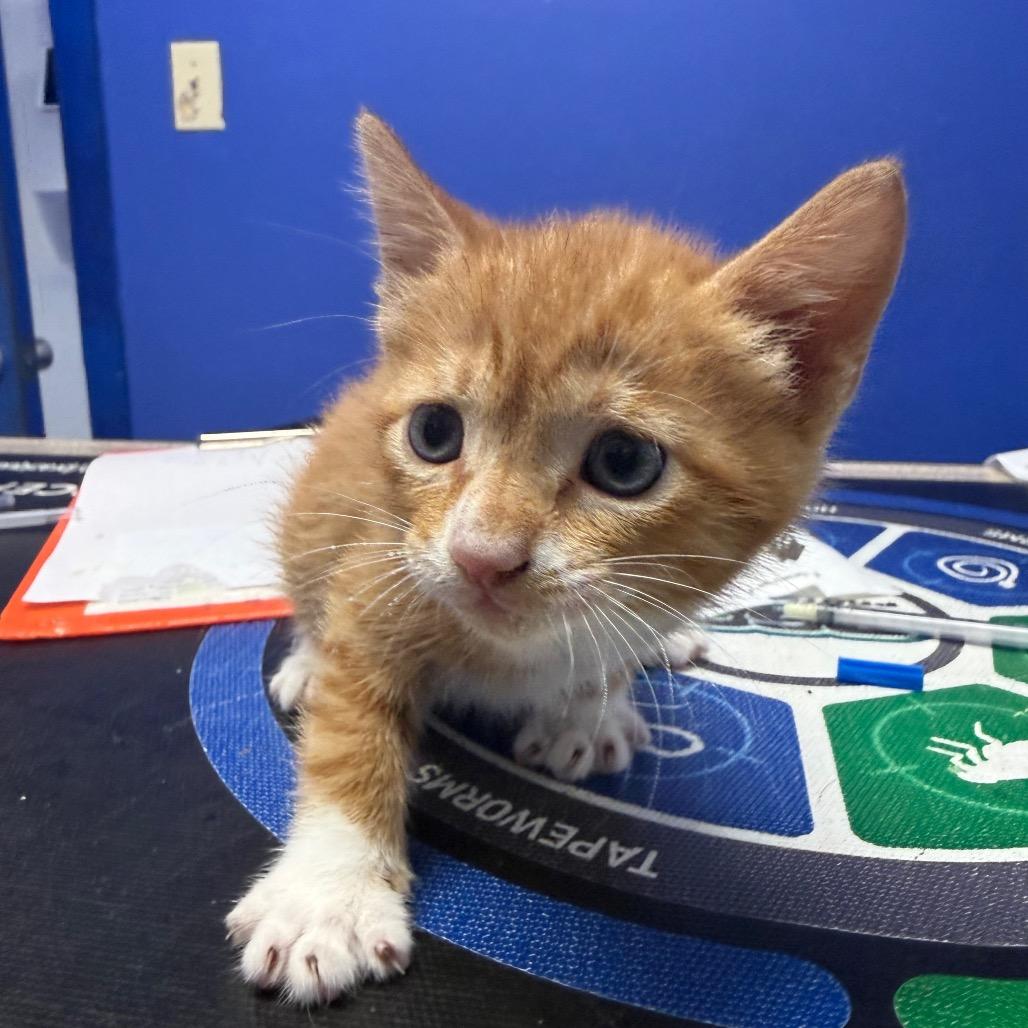 Blueberry Muffin, Adoptable, Kitten Female Domestic Short Hair.