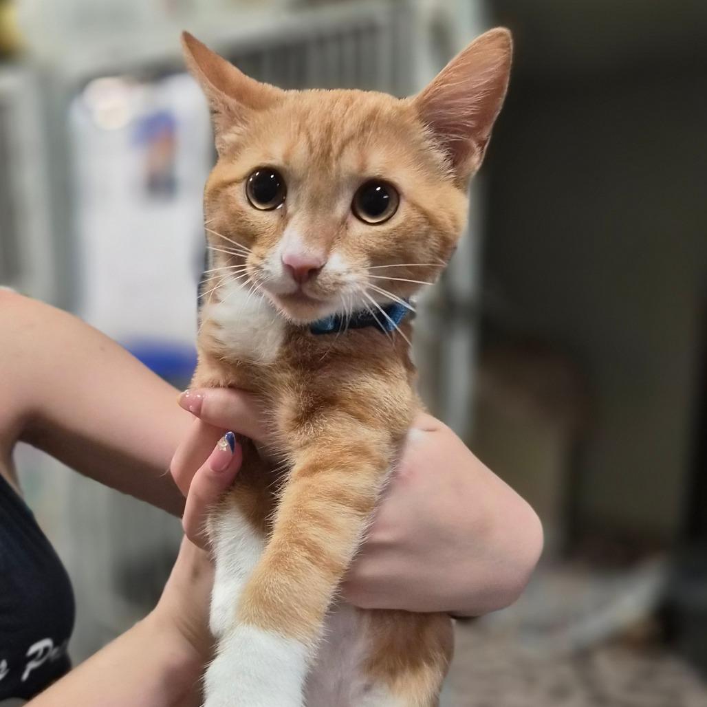 Blueberry Muffin, a Adoptable Domestic Short Hair in Wahiawa, HI image 2/2