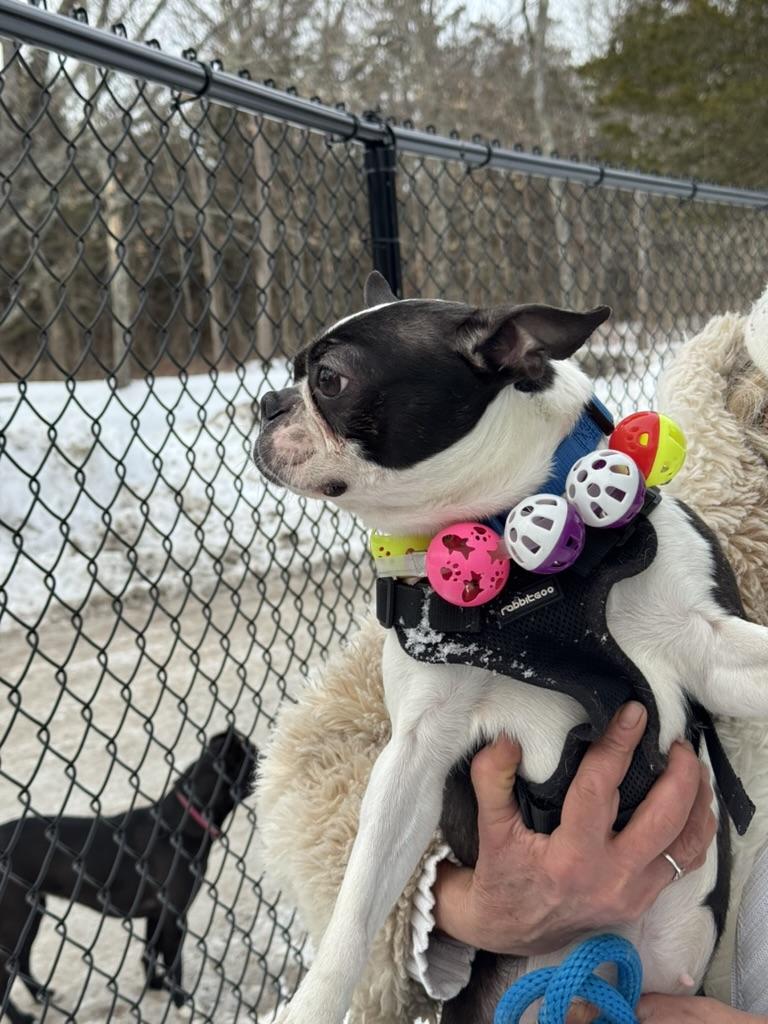Enlarge Sage, an adopted Boston Terrier in Wingdale, NY image 3/3