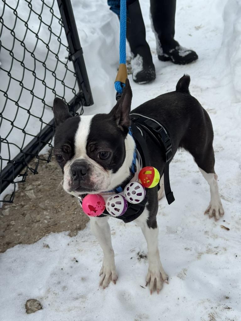 Sage, adopted, Young Female Boston Terrier.