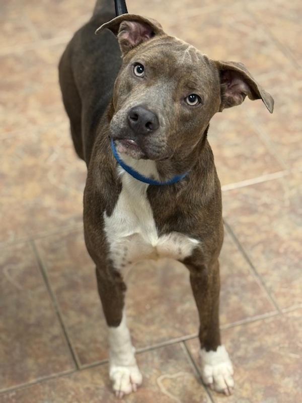 Beckham, Adoptable, Young Male Pit Bull Terrier.