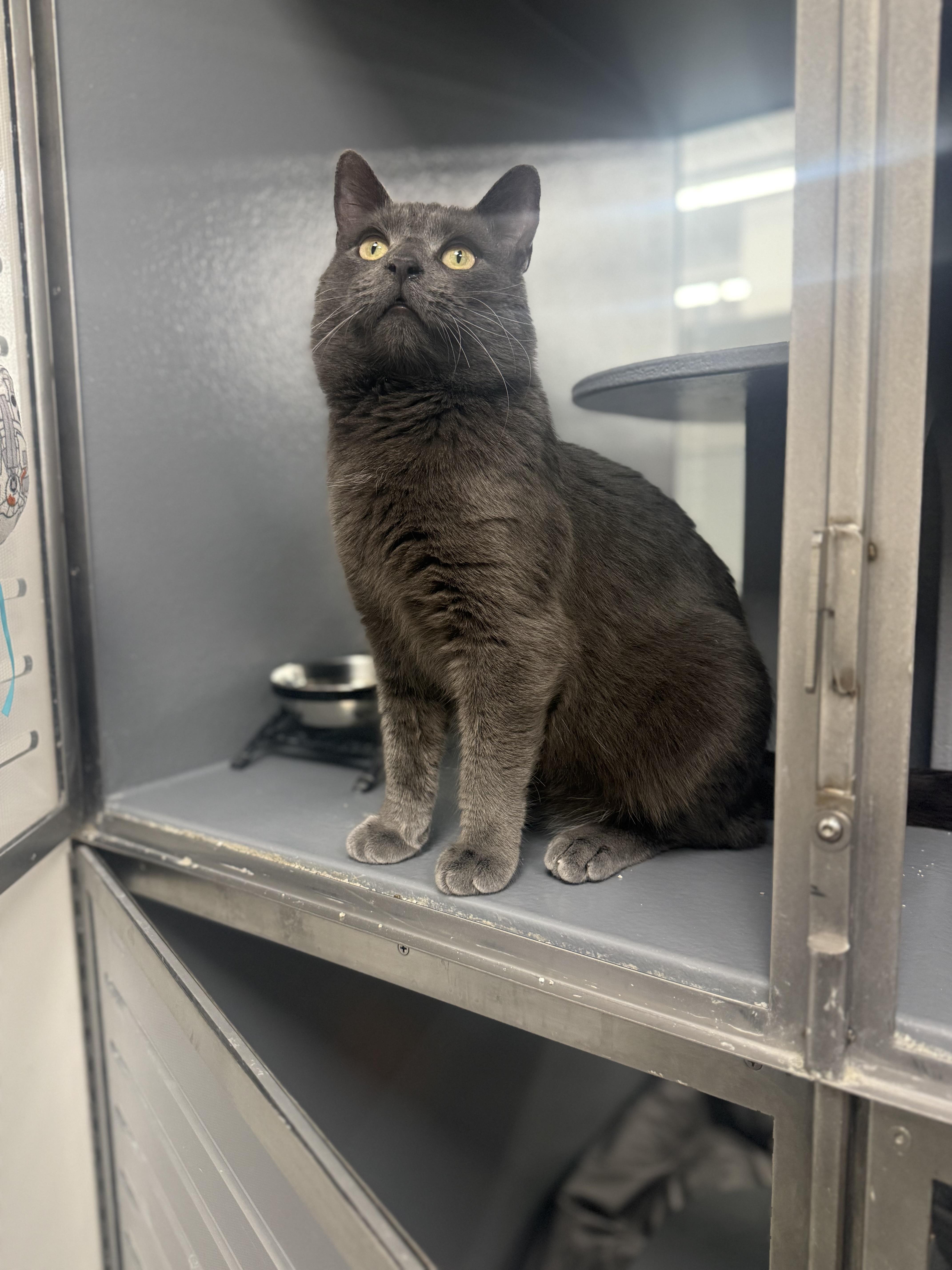 Enlarge Mortie , a ADOPTABLE Domestic Short Hair in Staten Island, NY image 5/6