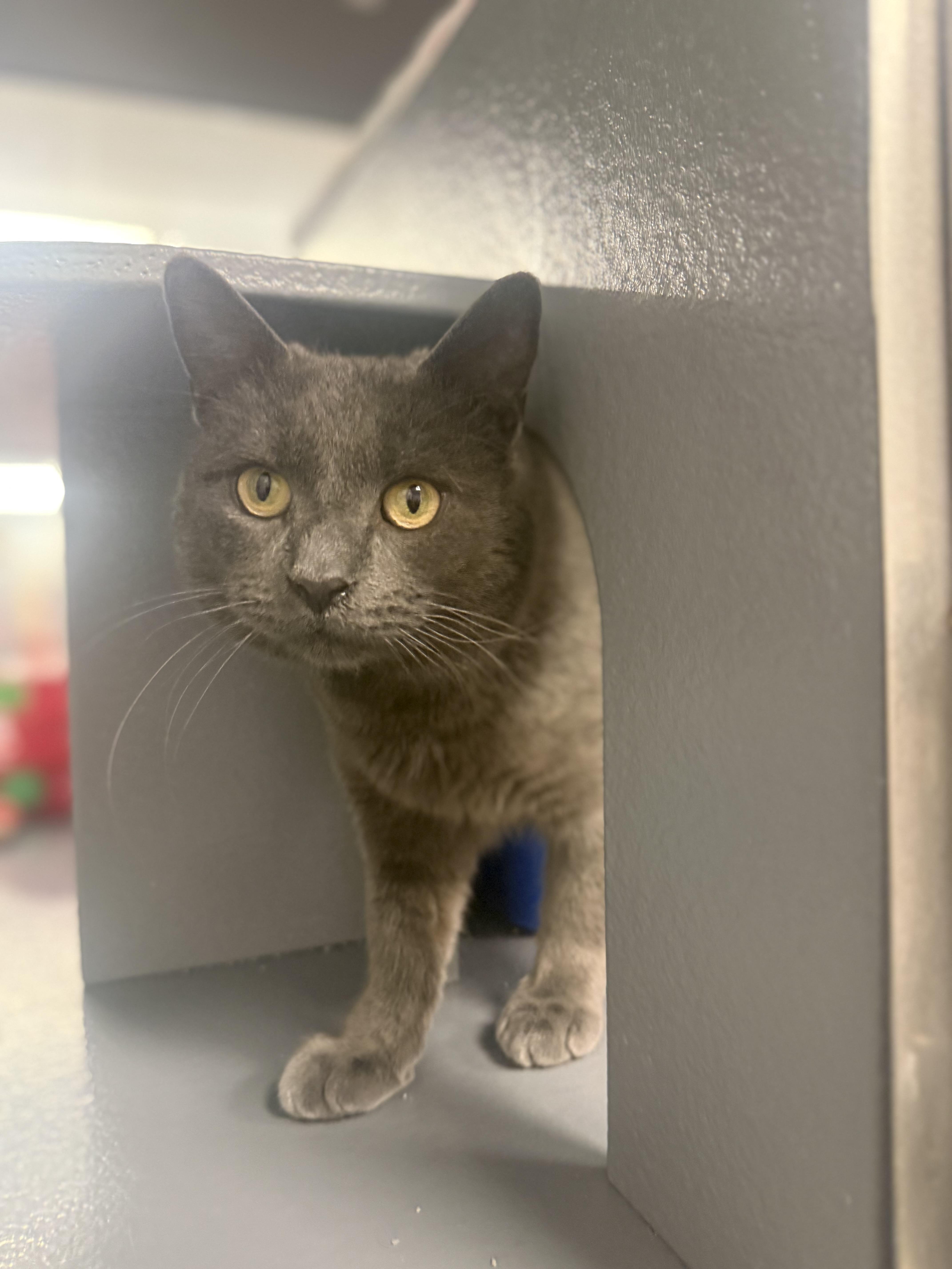 Enlarge Mortie , a ADOPTABLE Domestic Short Hair in Staten Island, NY image 2/6