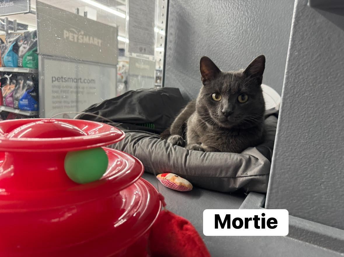 Enlarge Mortie , a ADOPTABLE Domestic Short Hair in Staten Island, NY image 6/6