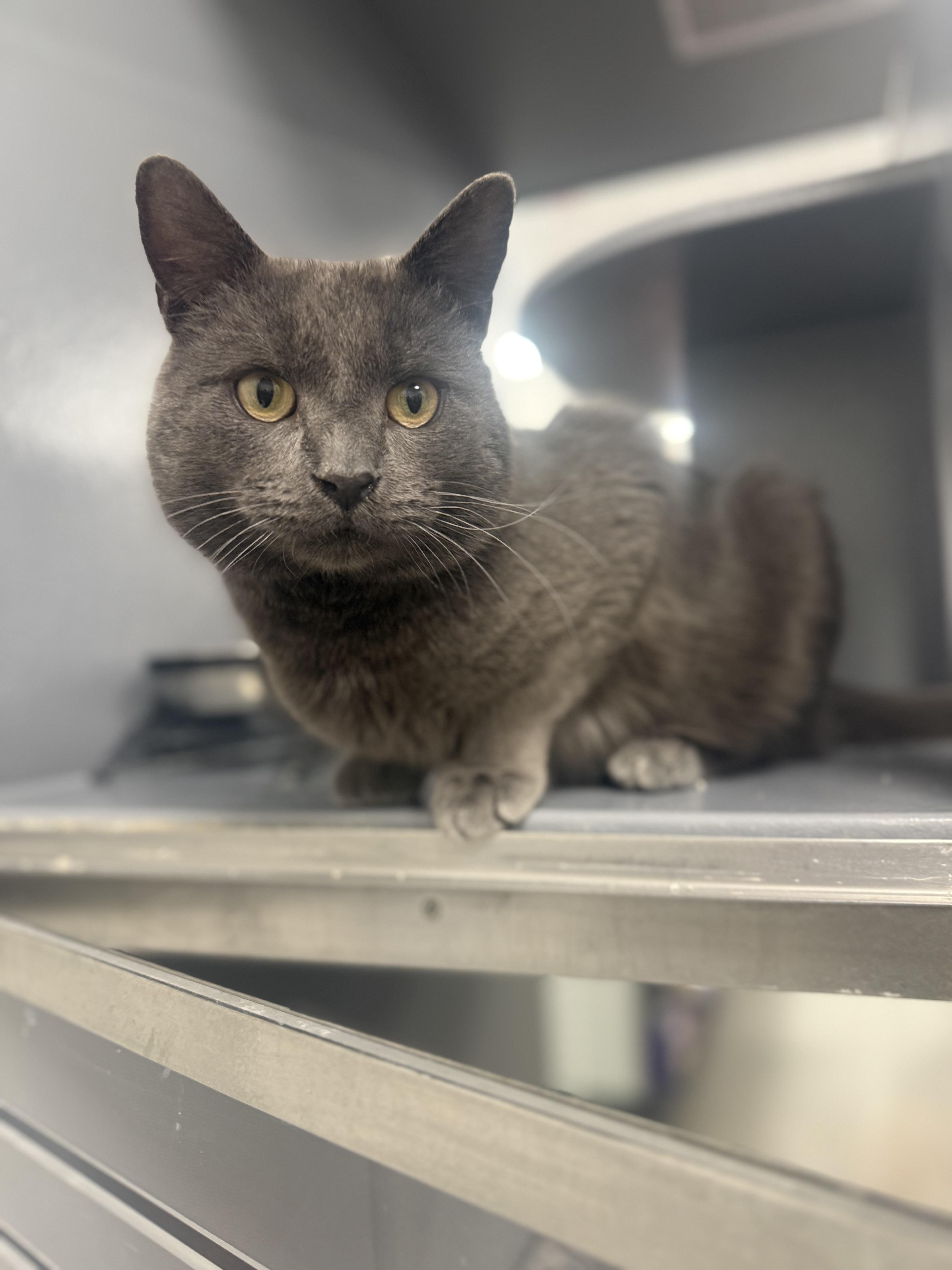 Enlarge Mortie , a ADOPTABLE Domestic Short Hair in Staten Island, NY image 4/6