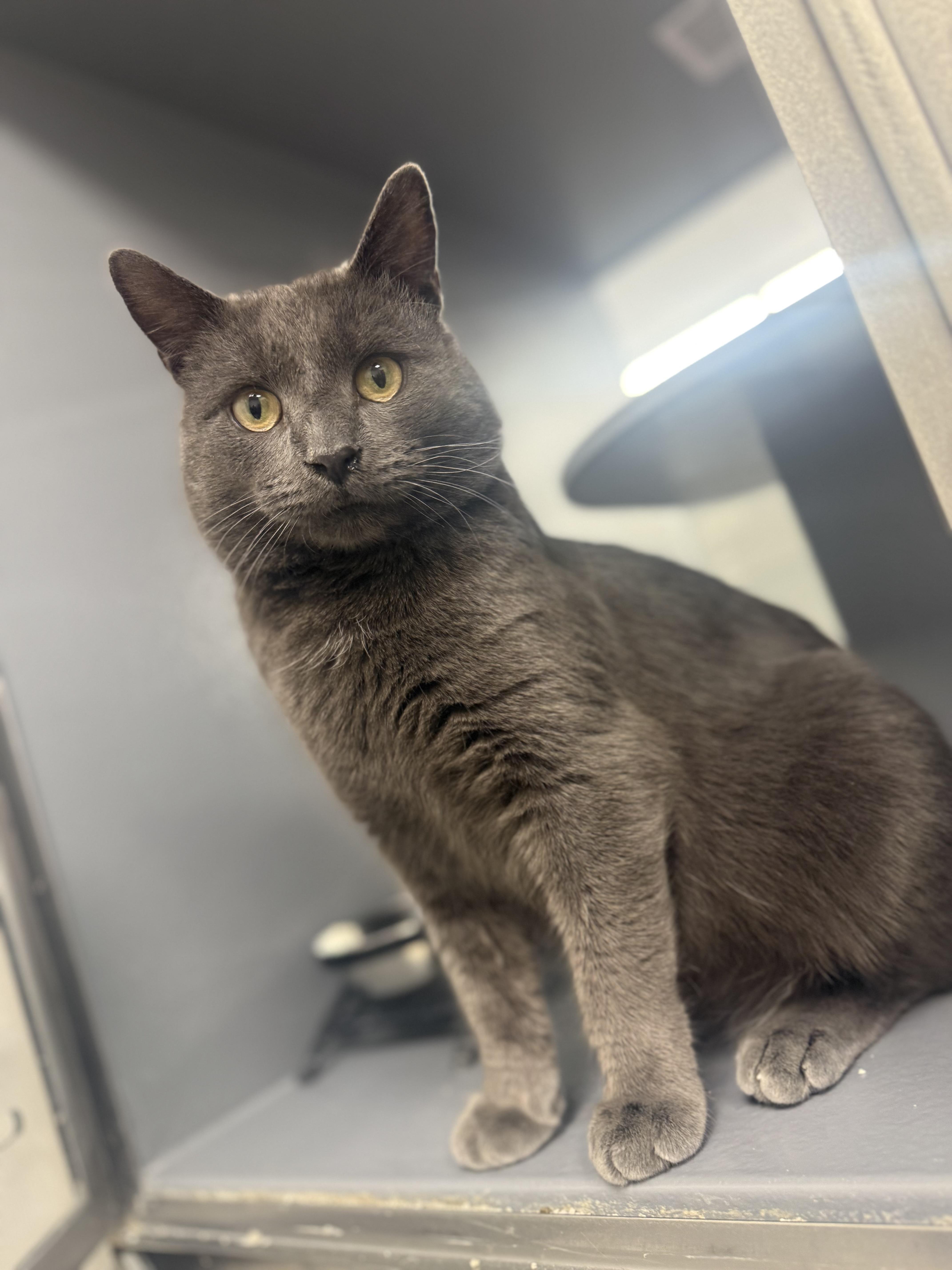 Mortie , ADOPTABLE, Young Male Domestic Short Hair.