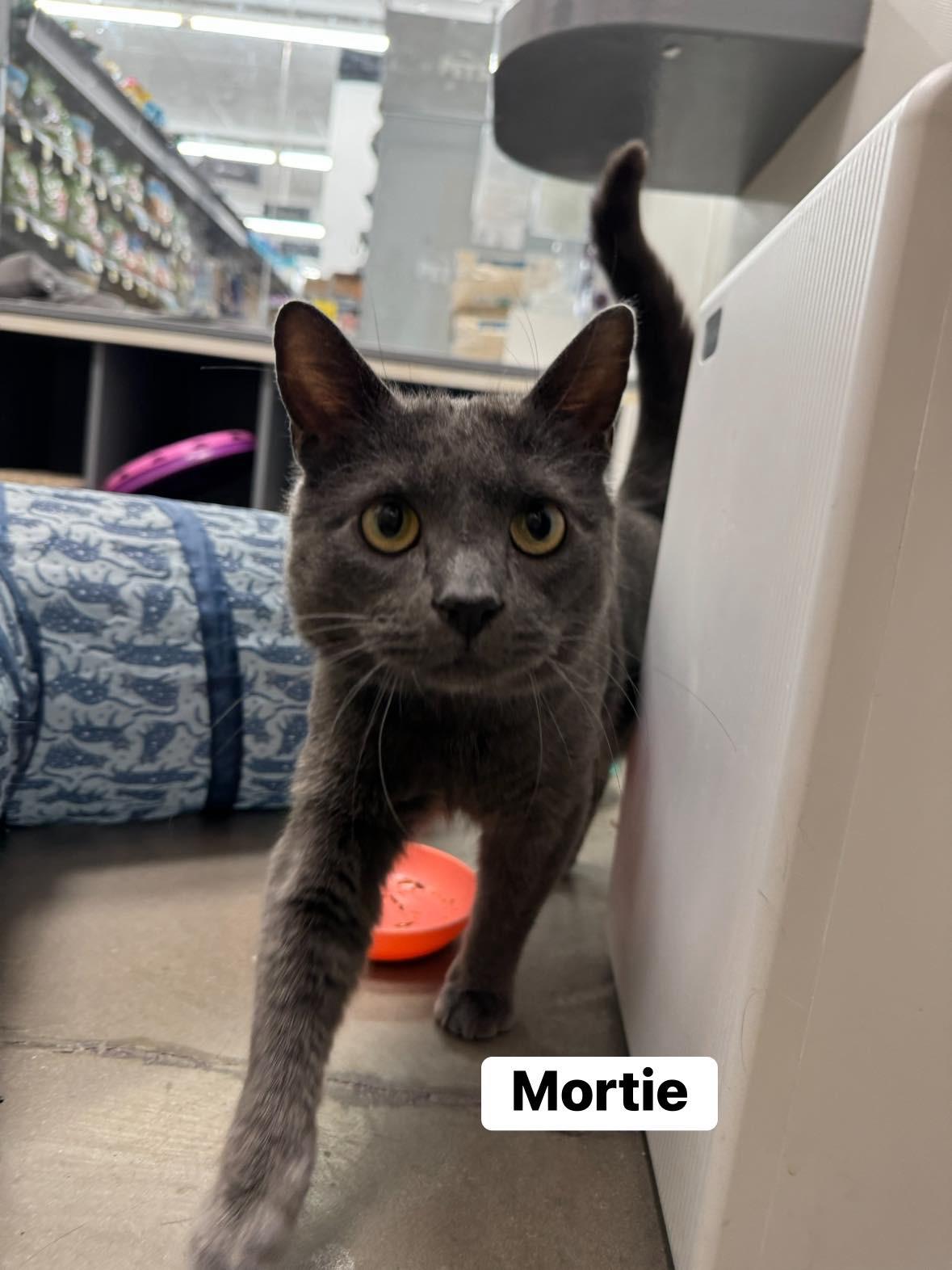 Enlarge Mortie , a ADOPTABLE Domestic Short Hair in Staten Island, NY image 6/6