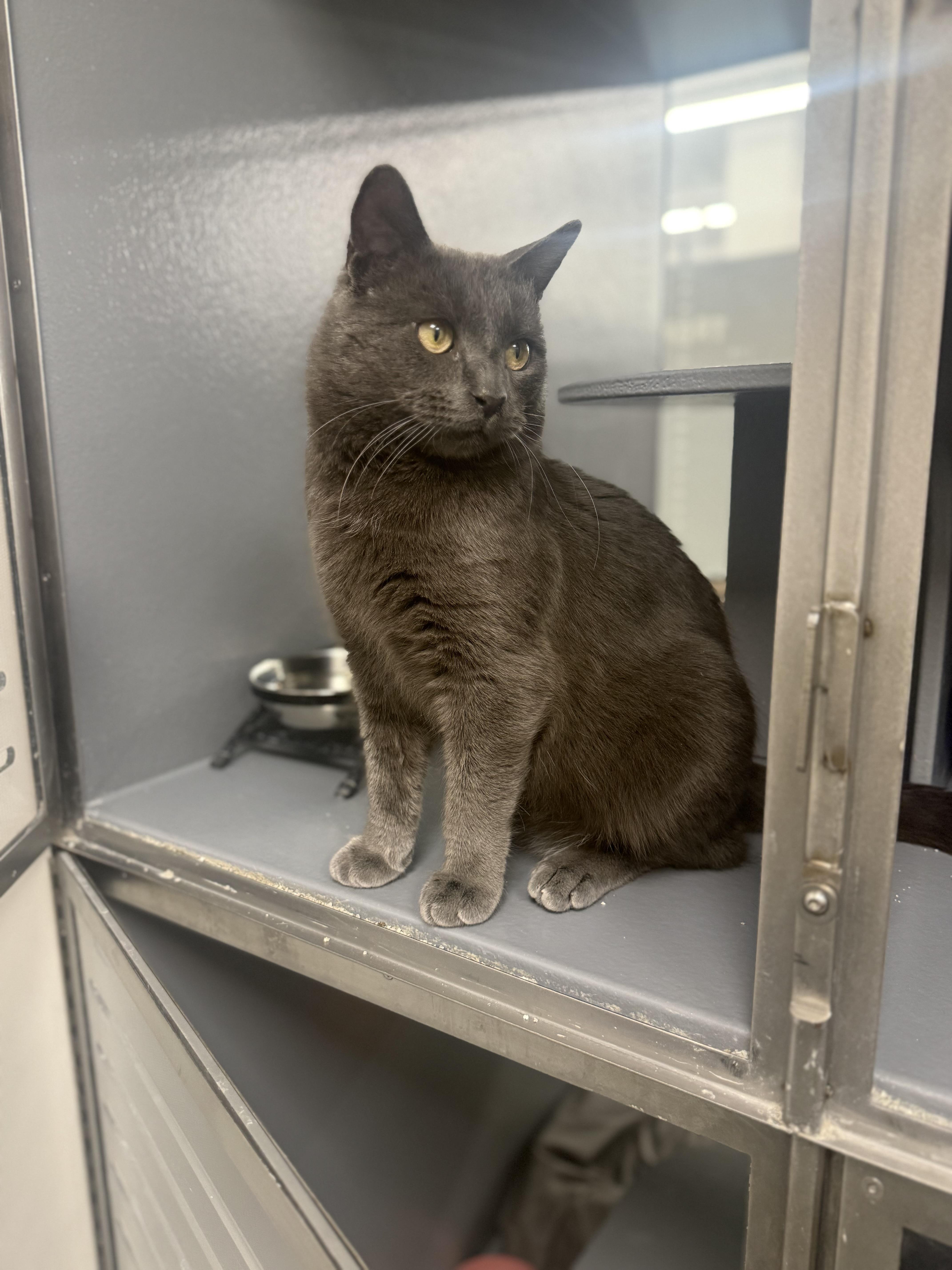 Enlarge Mortie , a ADOPTABLE Domestic Short Hair in Staten Island, NY image 1/6