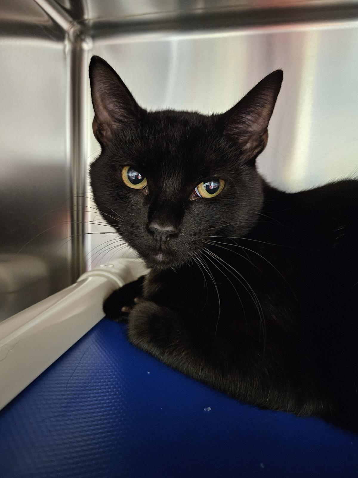 Enlarge Dry Martini, a Adoptable mixed breed in Front Royal, VA image 1/1