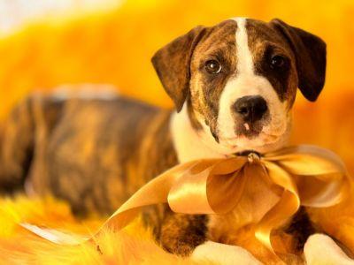 Enlarge Rocky, a Adoptable mixed breed in Jacksonville, FL image 1/1