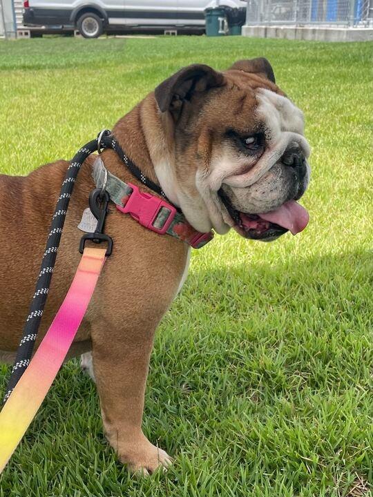 Enlarge Myla, a Adoptable English Bulldog in New Orleans, LA image 1/6