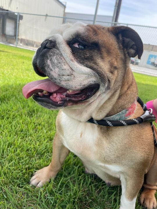 Myla, Adoptable, Adult Female English Bulldog.