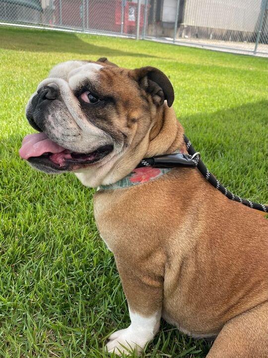 Myla, a Adoptable English Bulldog in New Orleans, LA image 2/6
