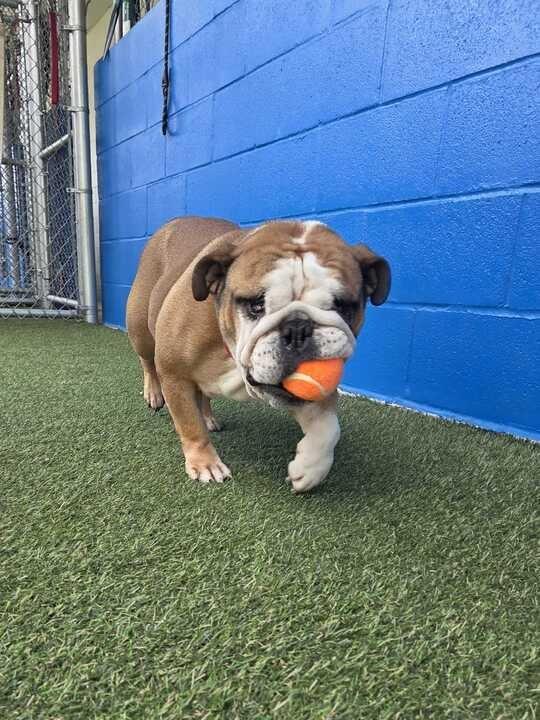Enlarge Myla, a Adoptable English Bulldog in New Orleans, LA image 4/6