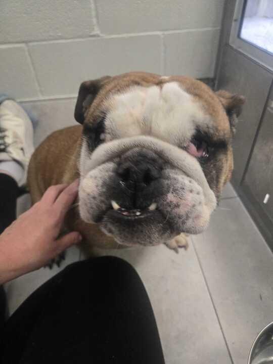 Myla, a Adoptable English Bulldog in New Orleans, LA image 3/6