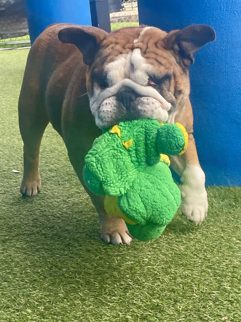 Myla, a Adoptable English Bulldog in New Orleans, LA image 4/6