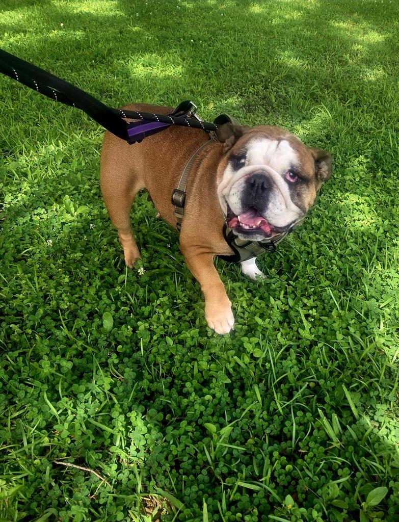 Myla, a Adoptable English Bulldog in New Orleans, LA image 4/6