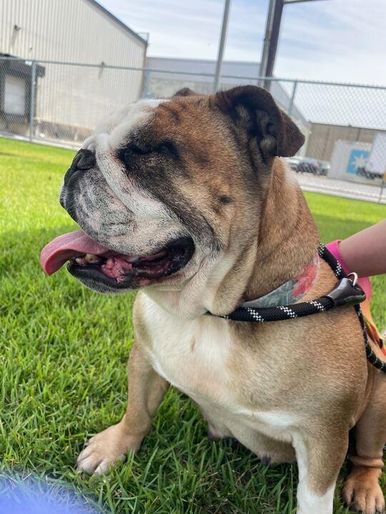 Myla, a Adoptable English Bulldog in New Orleans, LA image 5/6
