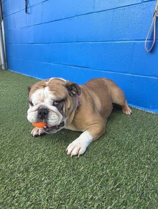 Enlarge Myla, a Adoptable English Bulldog in New Orleans, LA image 6/6