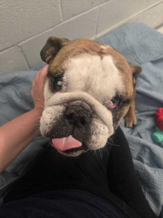 Myla, a Adoptable English Bulldog in New Orleans, LA image 6/6