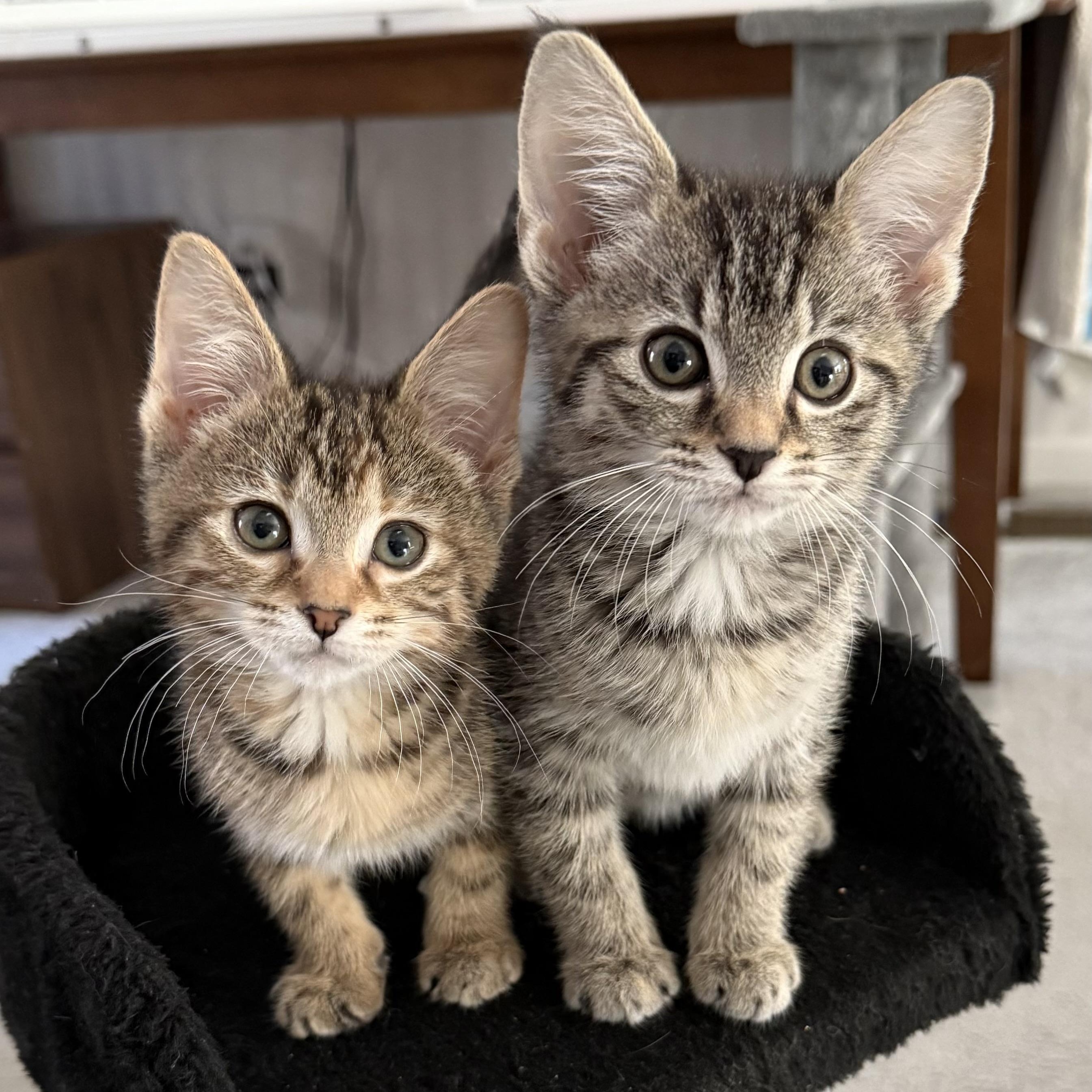 Lana & Frasier (BONDED PAIR), Adoptable, Kitten Male Domestic Short Hair.