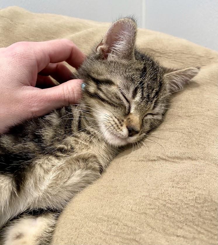 Jo, Adoptable, Kitten Male Domestic Short Hair & Tabby.