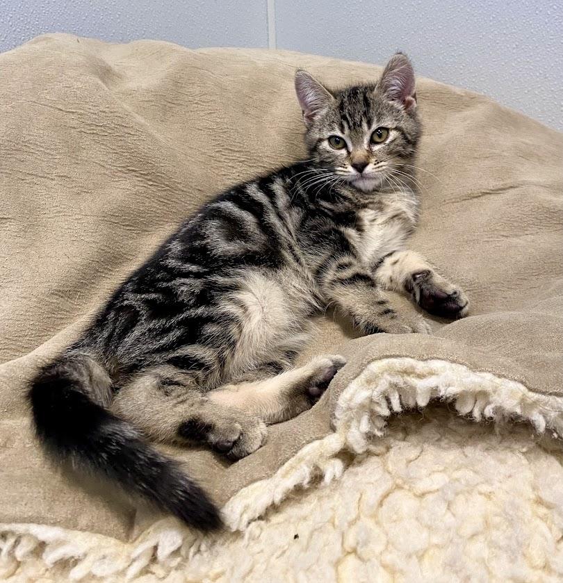 Enlarge Jo, a Adoptable mixed breed in Lafayette, NJ image 2/2