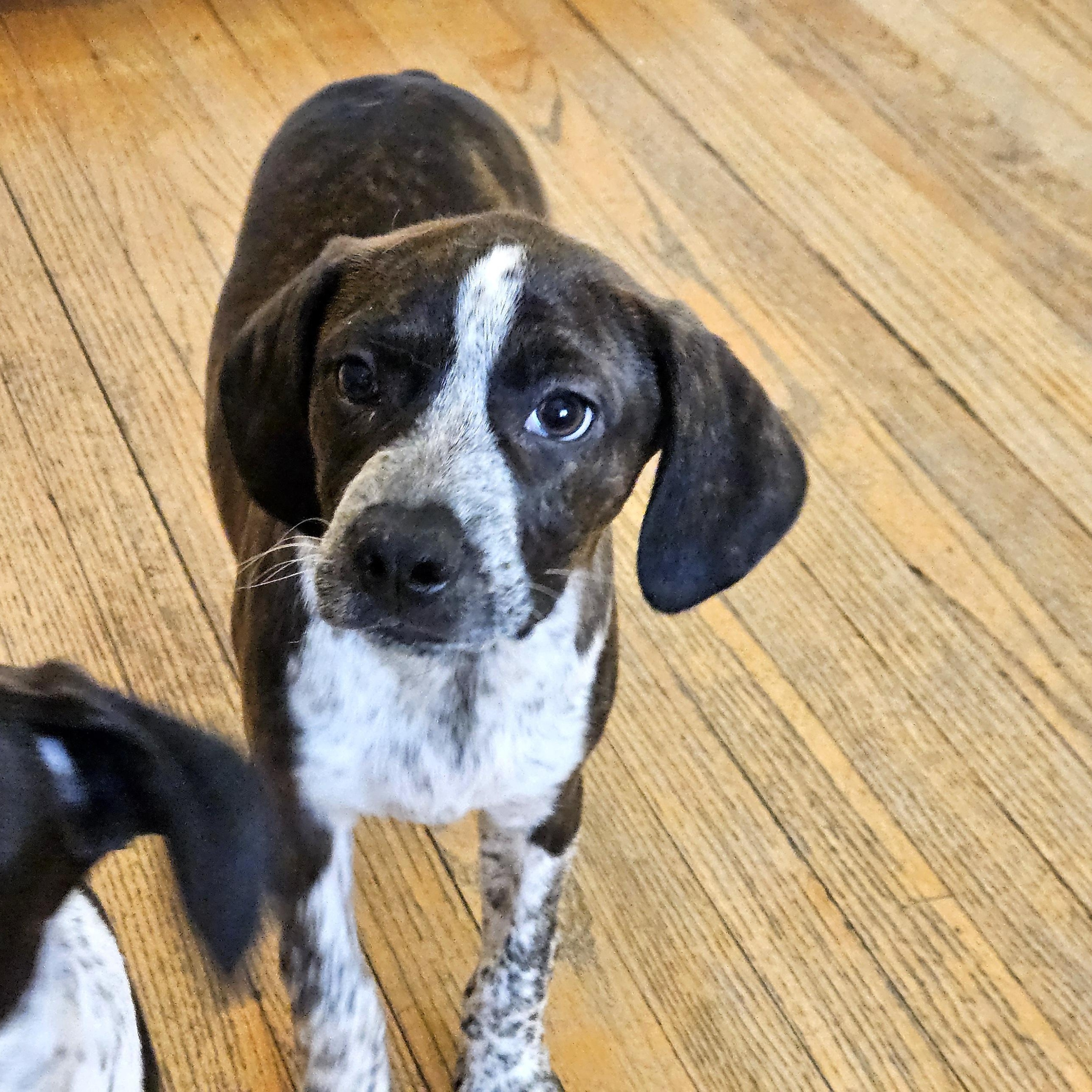 Enlarge Swiss, a ADOPTABLE mixed breed in Chicago, IL image 6/6