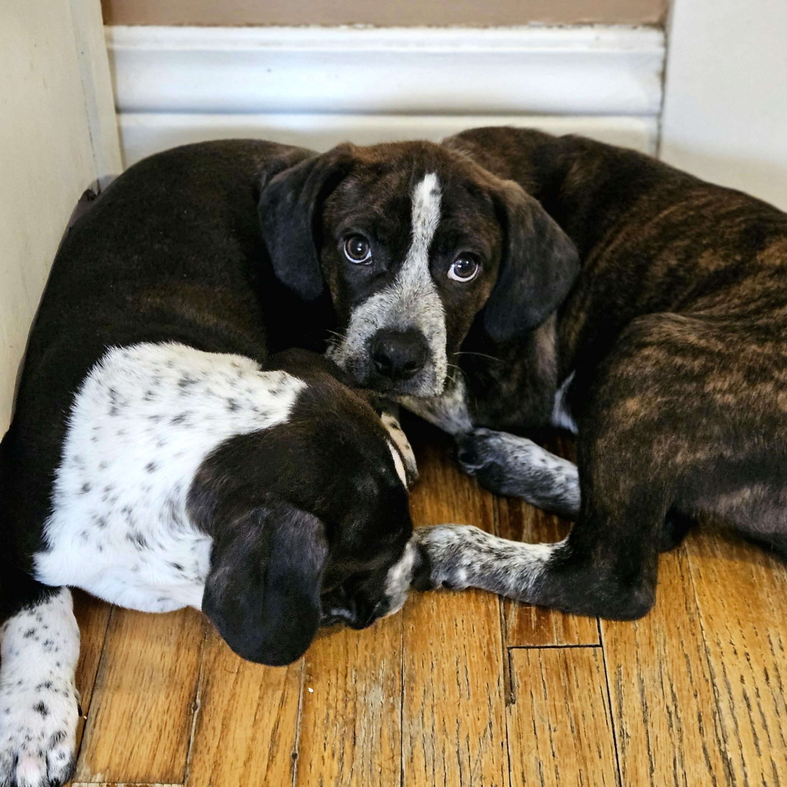 Enlarge Swiss, a ADOPTABLE mixed breed in Chicago, IL image 4/6