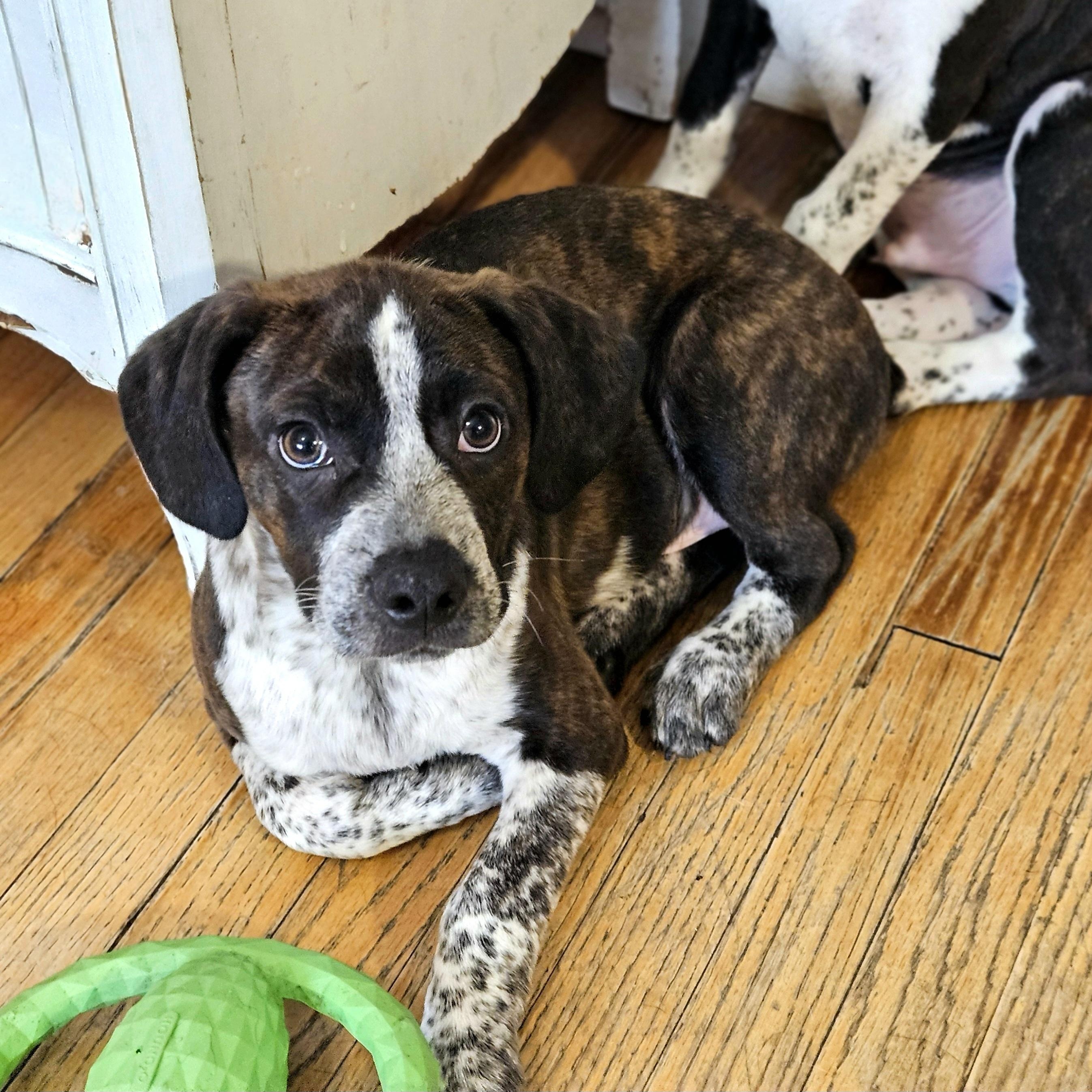 Enlarge Swiss, a ADOPTABLE mixed breed in Chicago, IL image 2/6