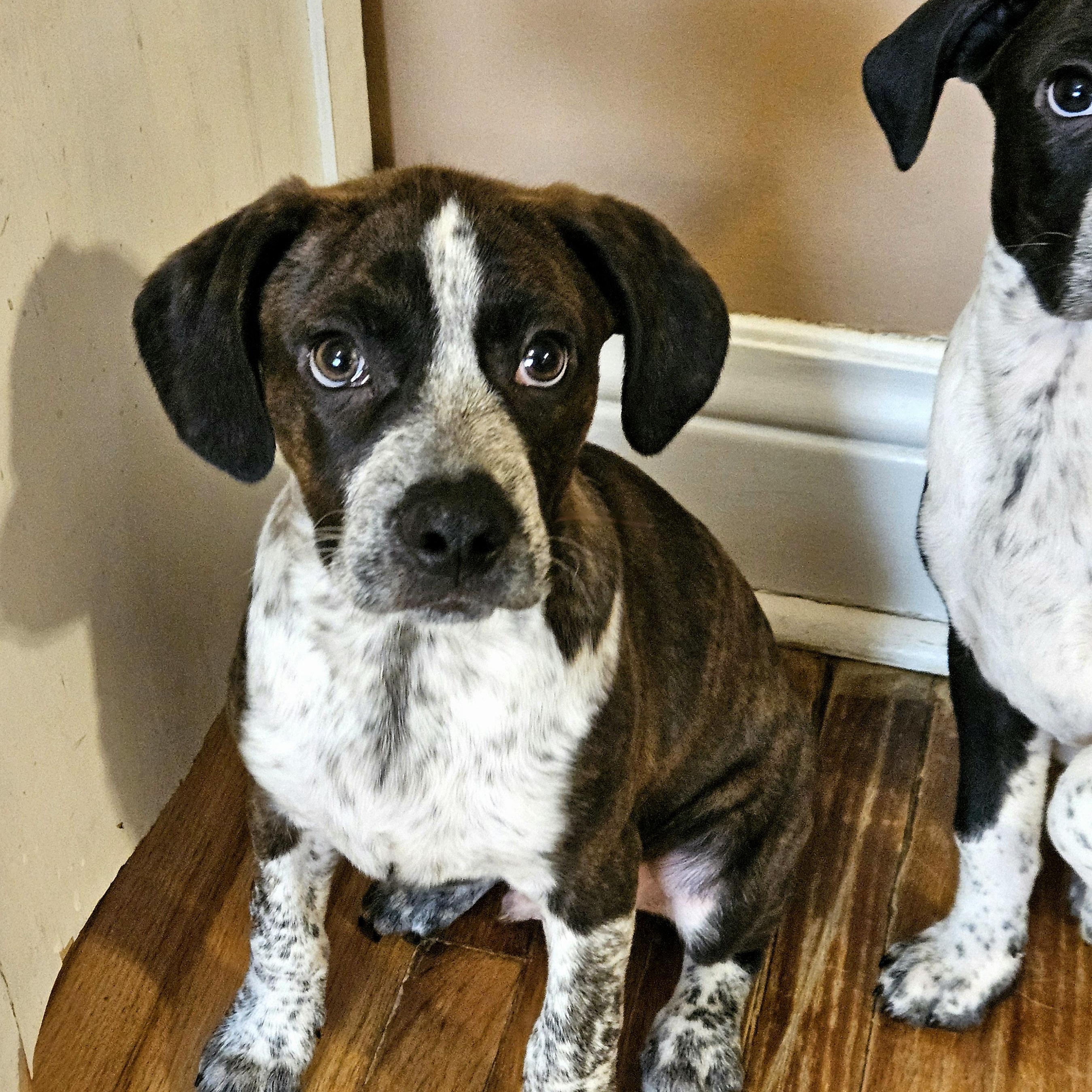 Swiss, ADOPTABLE, Puppy Male Boston Terrier & Australian Cattle Dog / Blue Heeler.