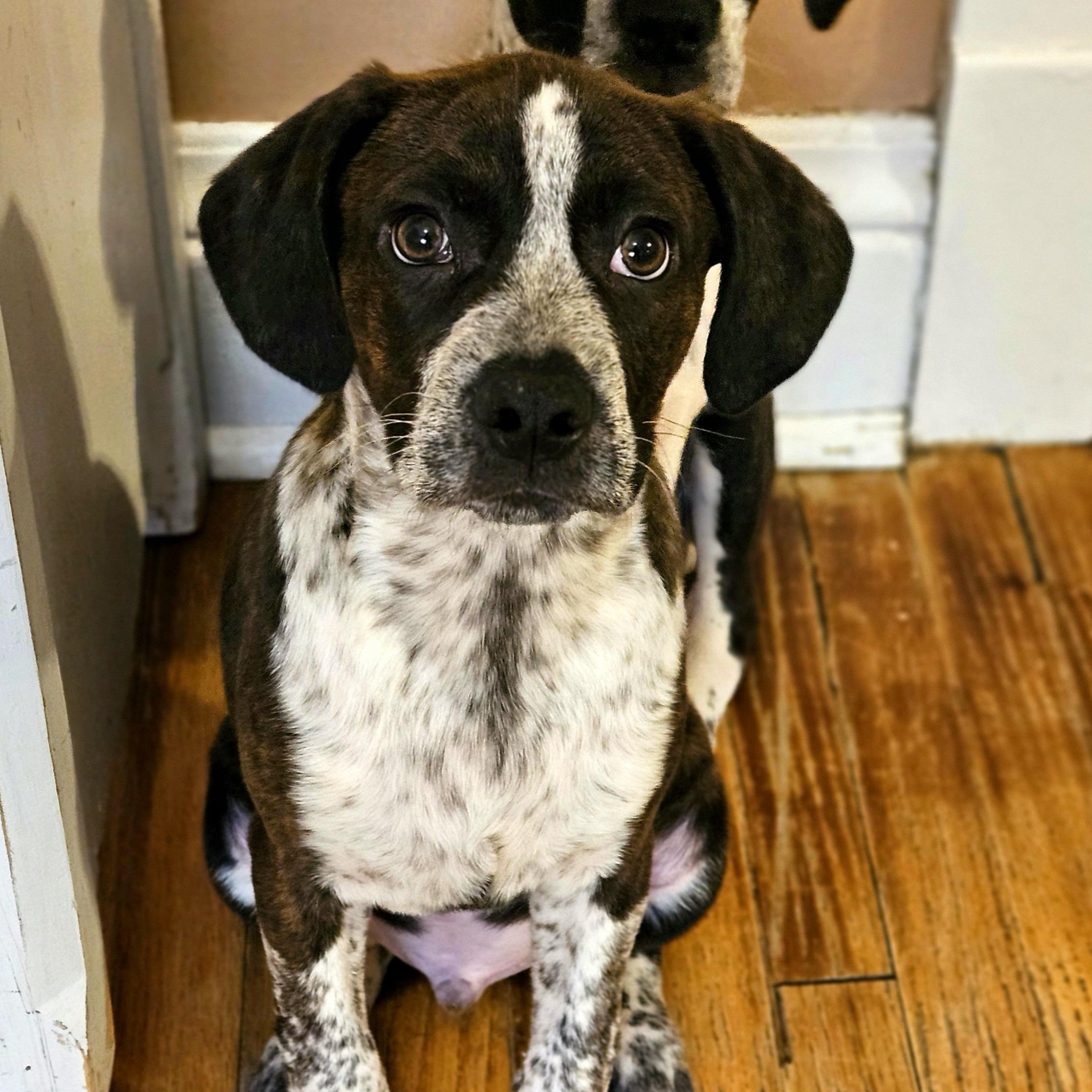 Enlarge Swiss, a ADOPTABLE mixed breed in Chicago, IL image 5/6