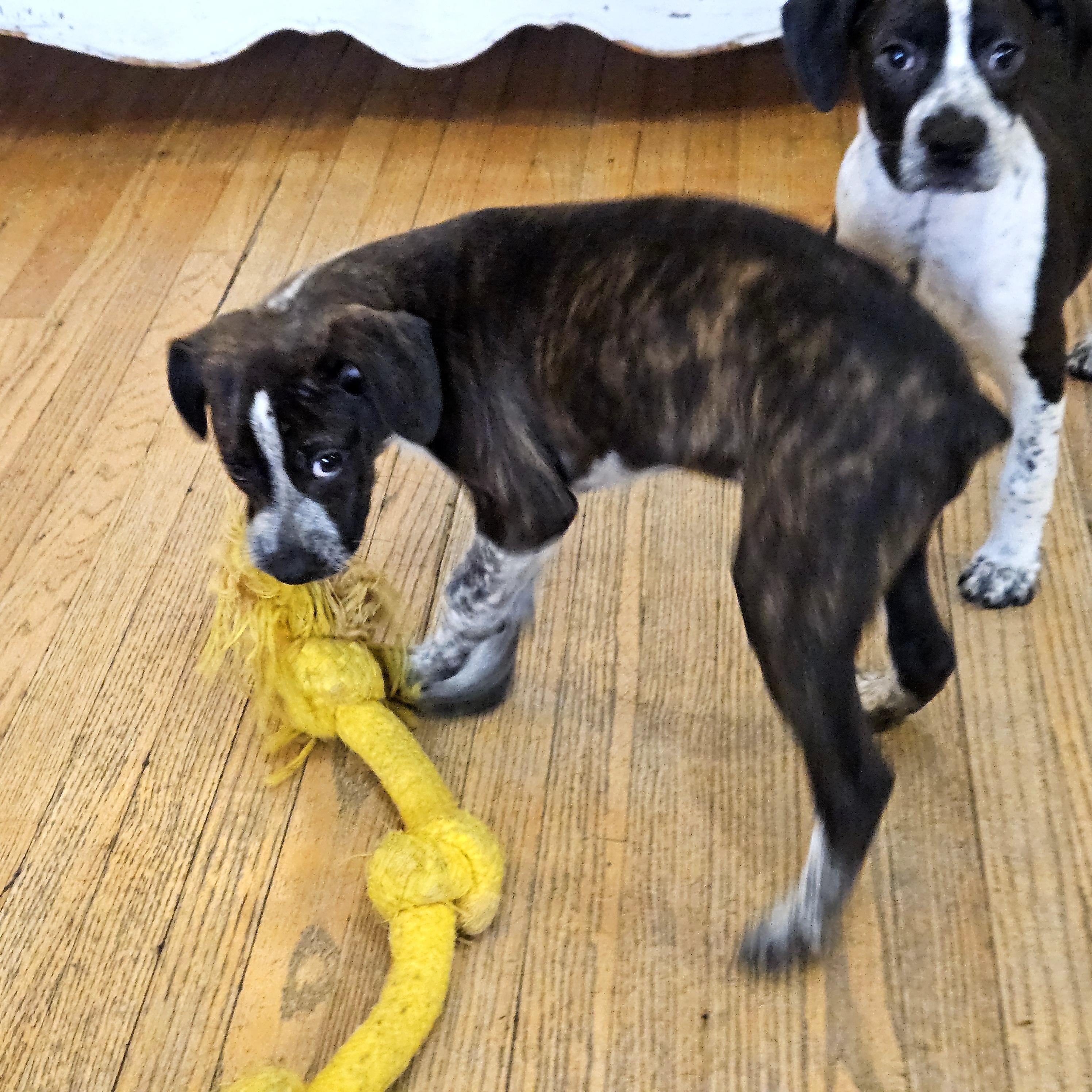 Enlarge Swiss, a ADOPTABLE mixed breed in Chicago, IL image 3/6