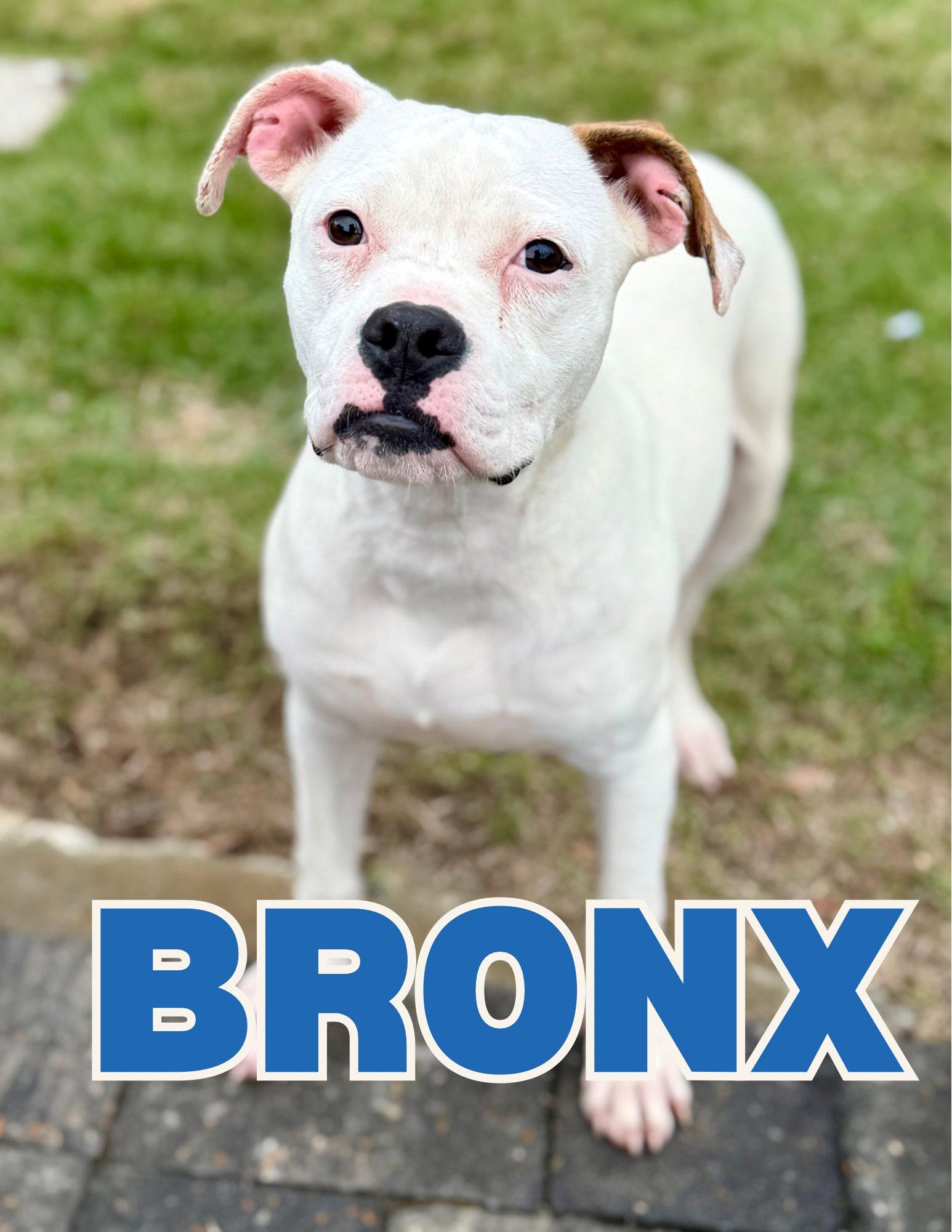 Bronx, ADOPTABLE, Young Male Pit Bull Terrier.