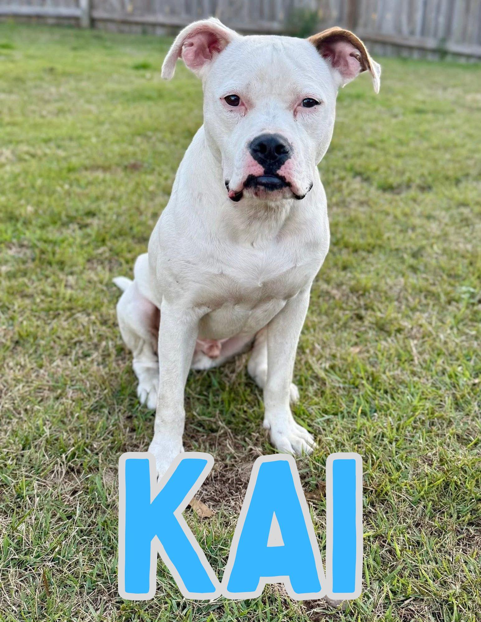 Enlarge Kai, an adoptable Pit Bull Terrier in Shalimar, FL image 1/1