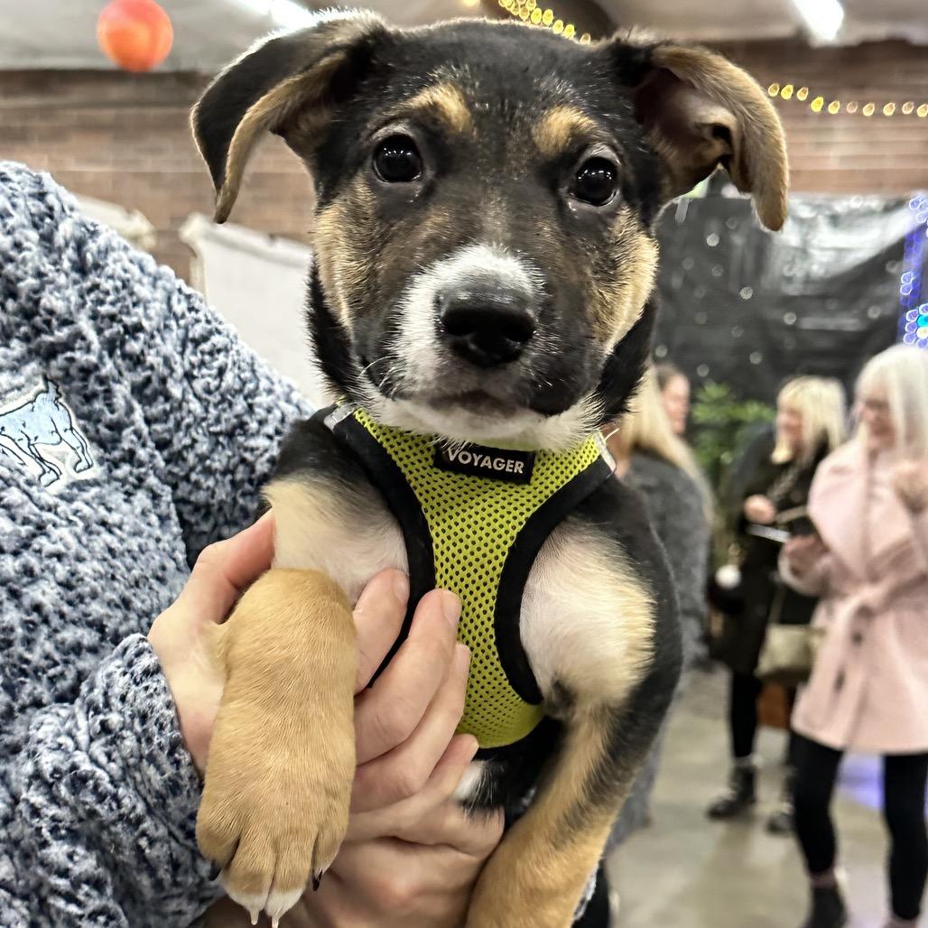 Salvador, a Adoptable mixed breed in Bellingham, WA image 1/4