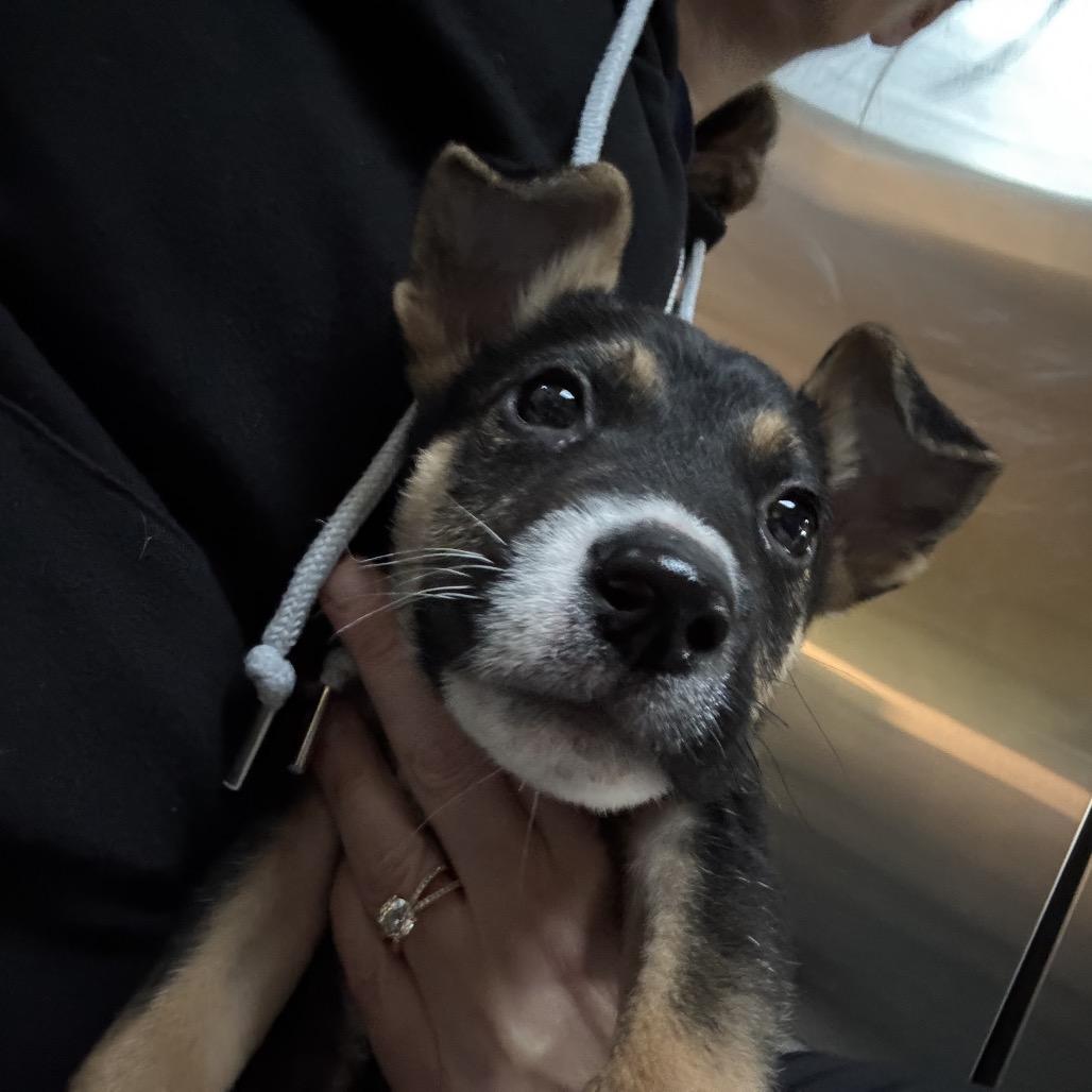 Salvador, a Adoptable mixed breed in Bellingham, WA image 2/4