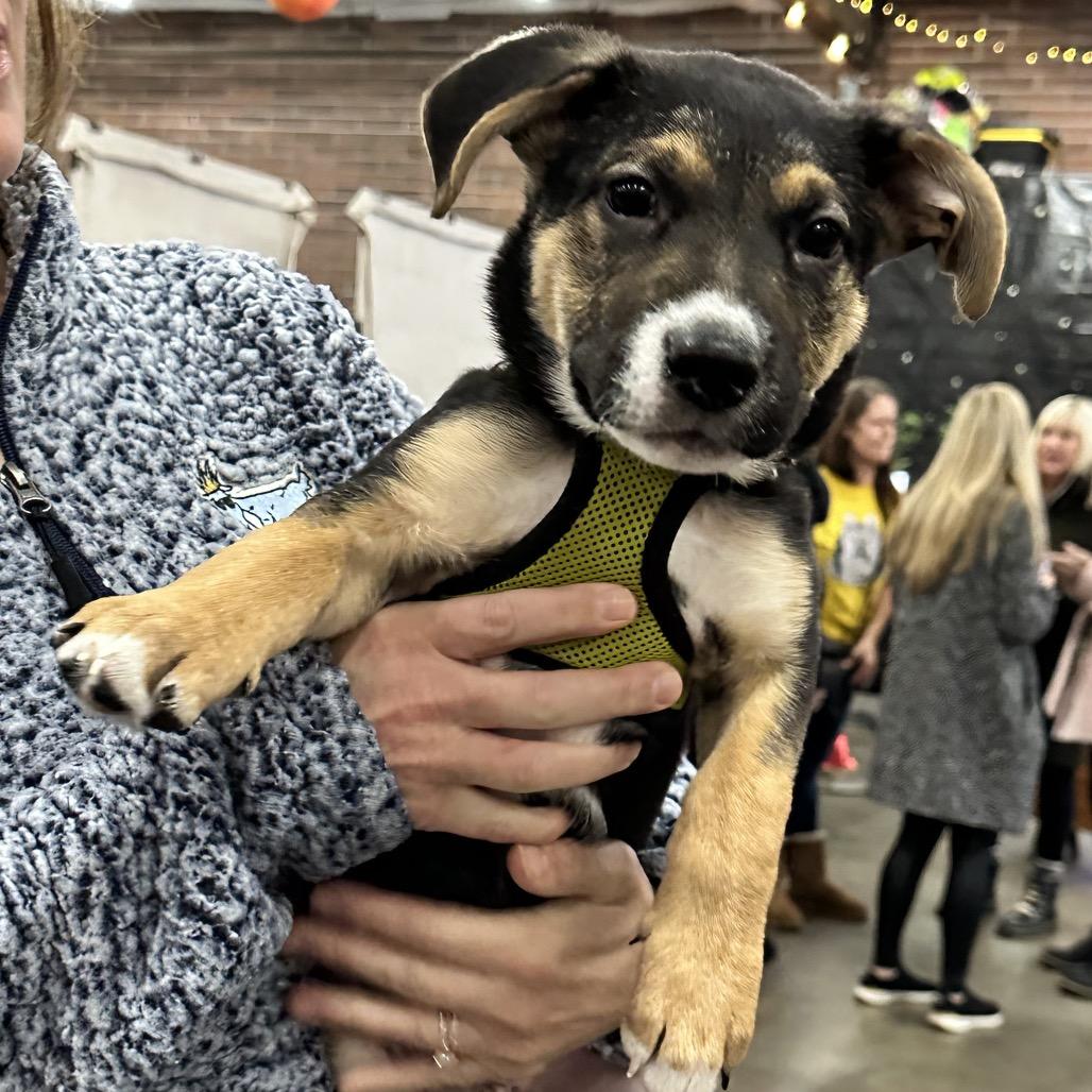 Salvador, a Adoptable mixed breed in Bellingham, WA image 3/4