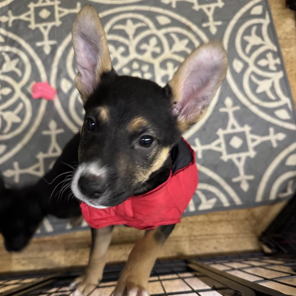 Salvador, a Adoptable mixed breed in Bellingham, WA image 4/4