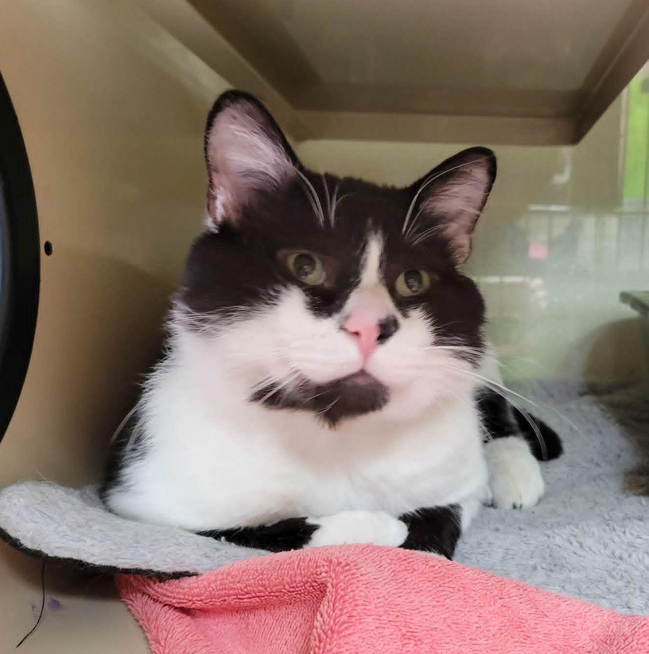 Bubba, ADOPTABLE, Adult Male Domestic Short Hair.