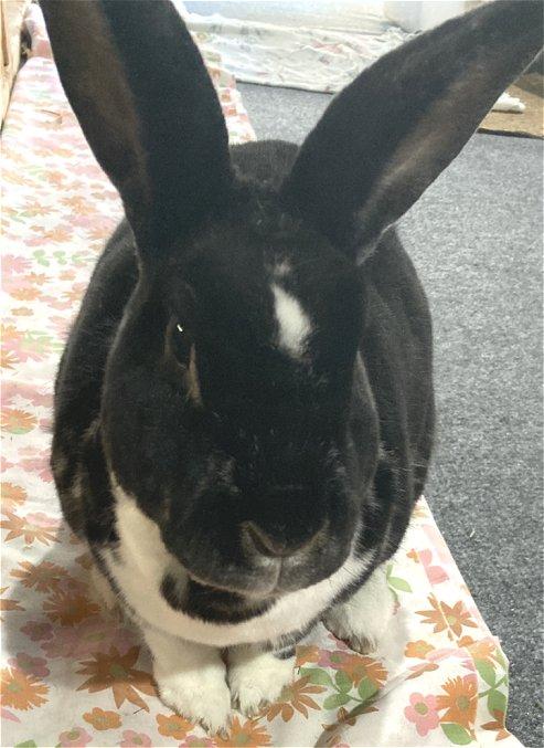 Dotty, Adoptable, Adult Female Rex.