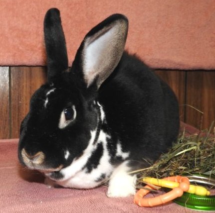 Enlarge Dotty, a Adoptable Rex in Waukesha, WI image 3/3