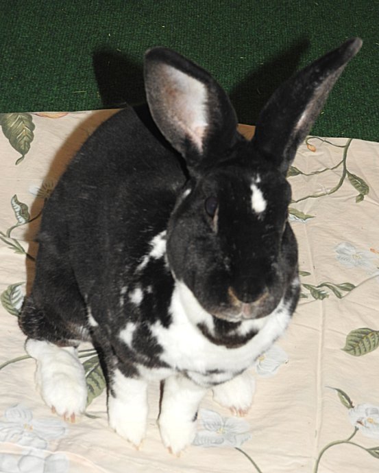 Enlarge Dotty, a Adoptable Rex in Waukesha, WI image 2/3