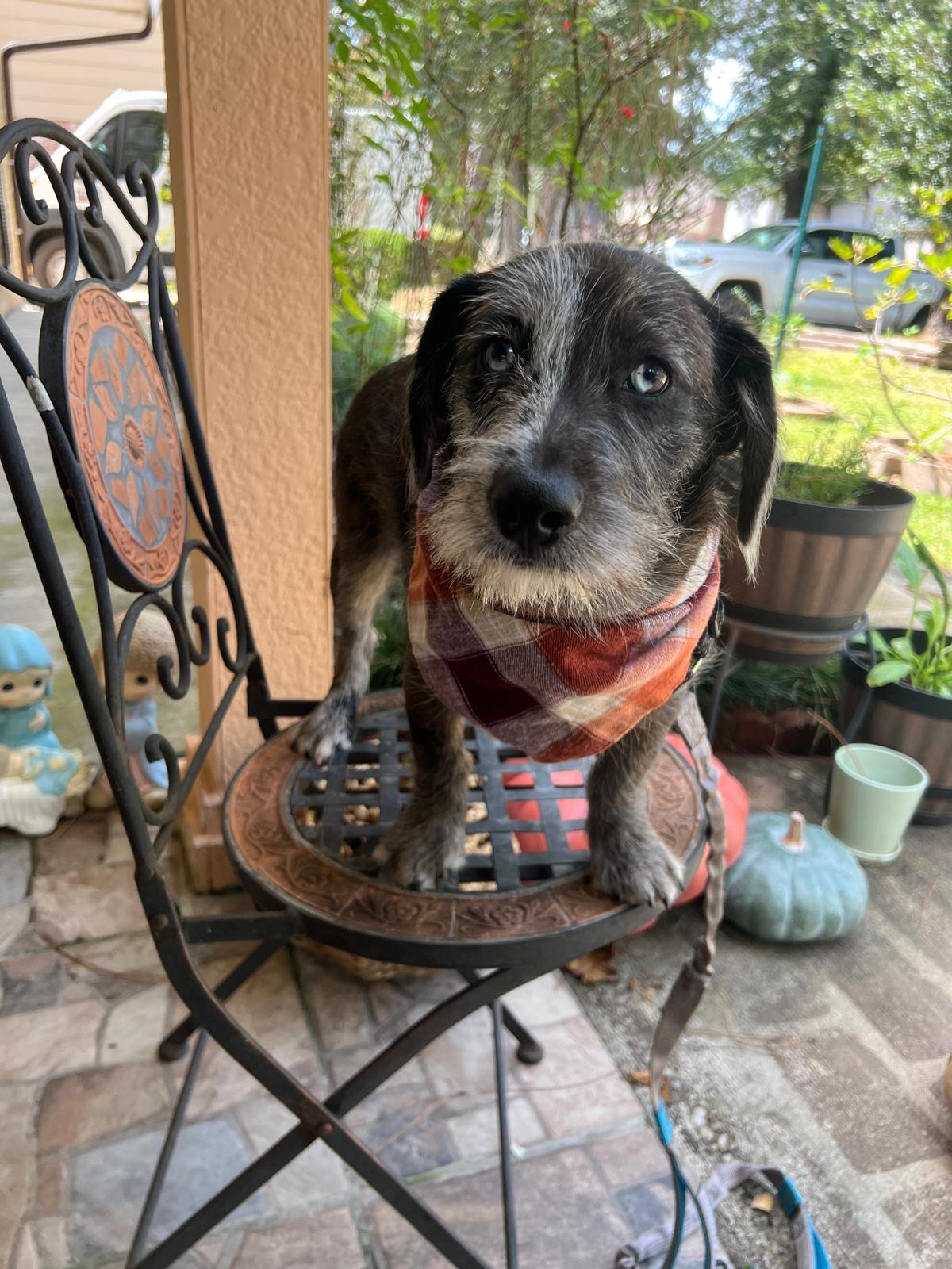 Enlarge Bluejean, an adopted mixed breed in Valley Stream, NY image 1/6