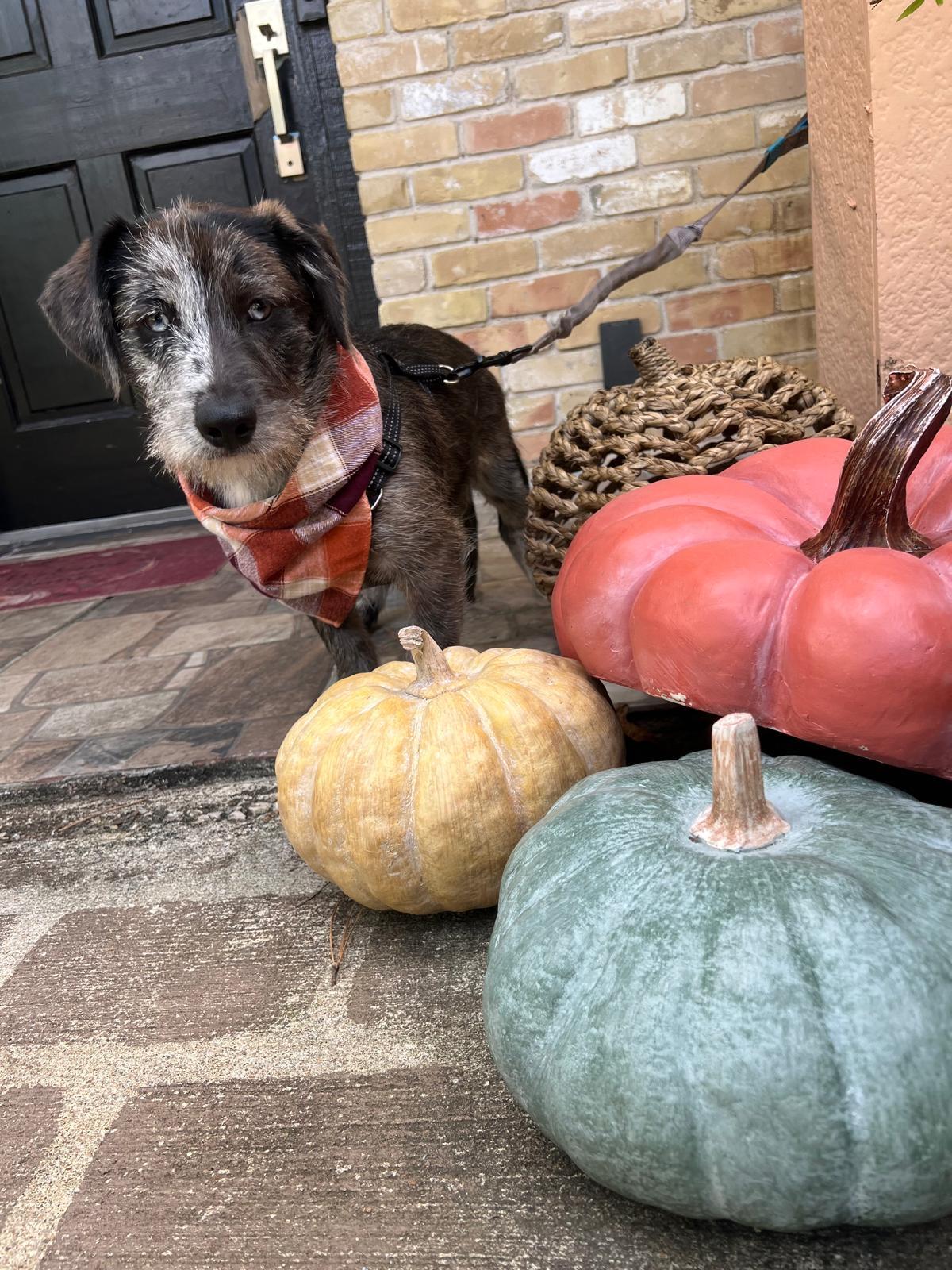 Enlarge Bluejean, an adopted mixed breed in Valley Stream, NY image 2/6