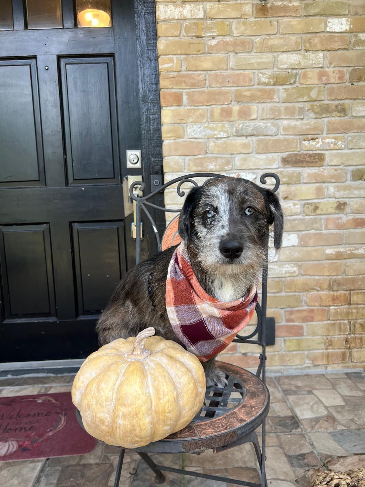 Enlarge Bluejean, an adopted mixed breed in Valley Stream, NY image 3/6