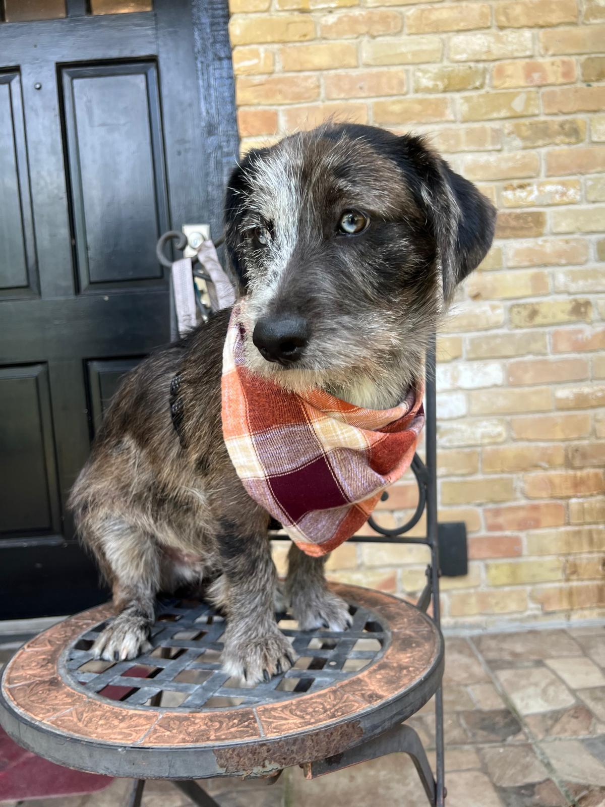Enlarge Bluejean, an adopted mixed breed in Valley Stream, NY image 4/6