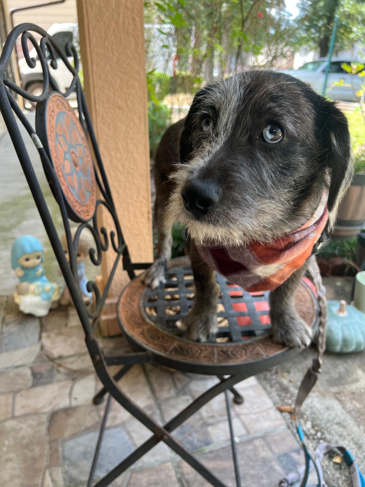 Enlarge Bluejean, an adopted mixed breed in Valley Stream, NY image 5/6