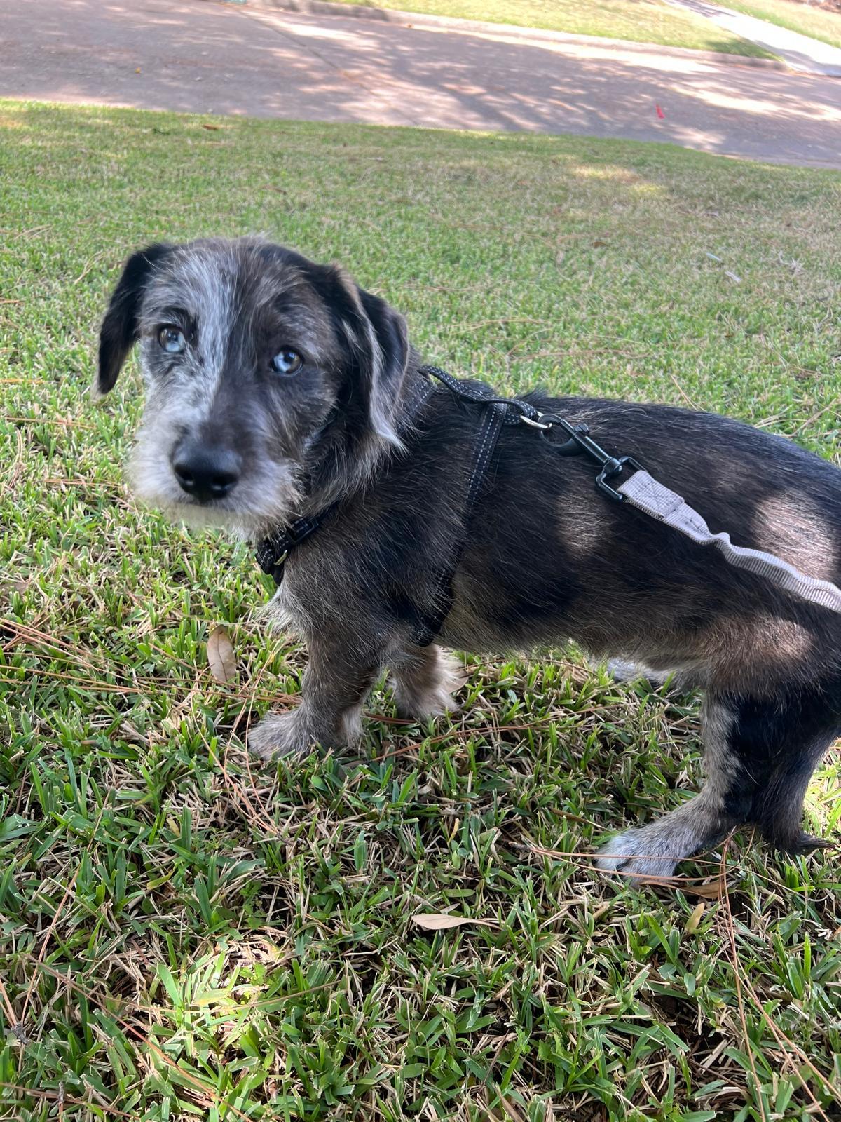Enlarge Bluejean, an adopted mixed breed in Valley Stream, NY image 6/6